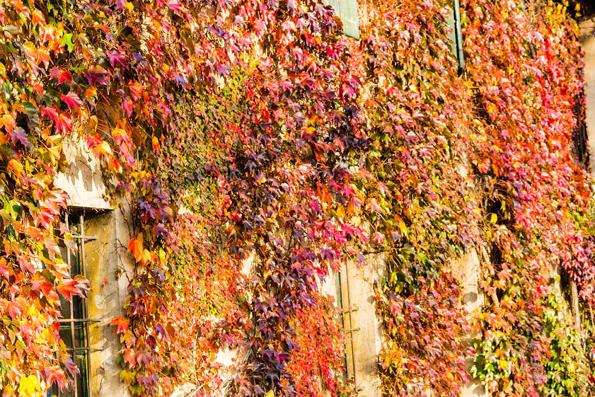 波士顿常青藤(Parthenocissus tricuspidata)的水平图像与金碧辉煌的秋天色彩优雅的外部石头建筑。