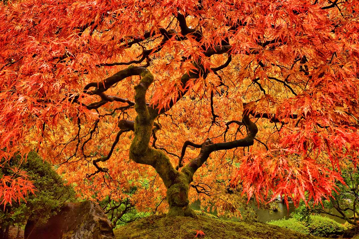 一棵生长在正式花园中的日本枫树的引人注目的秋天树叶的近距离水平图像。