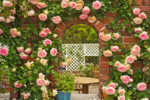 一幅水平的砖墙图像，上面爬满了粉红色的玫瑰，围绕着拱门。