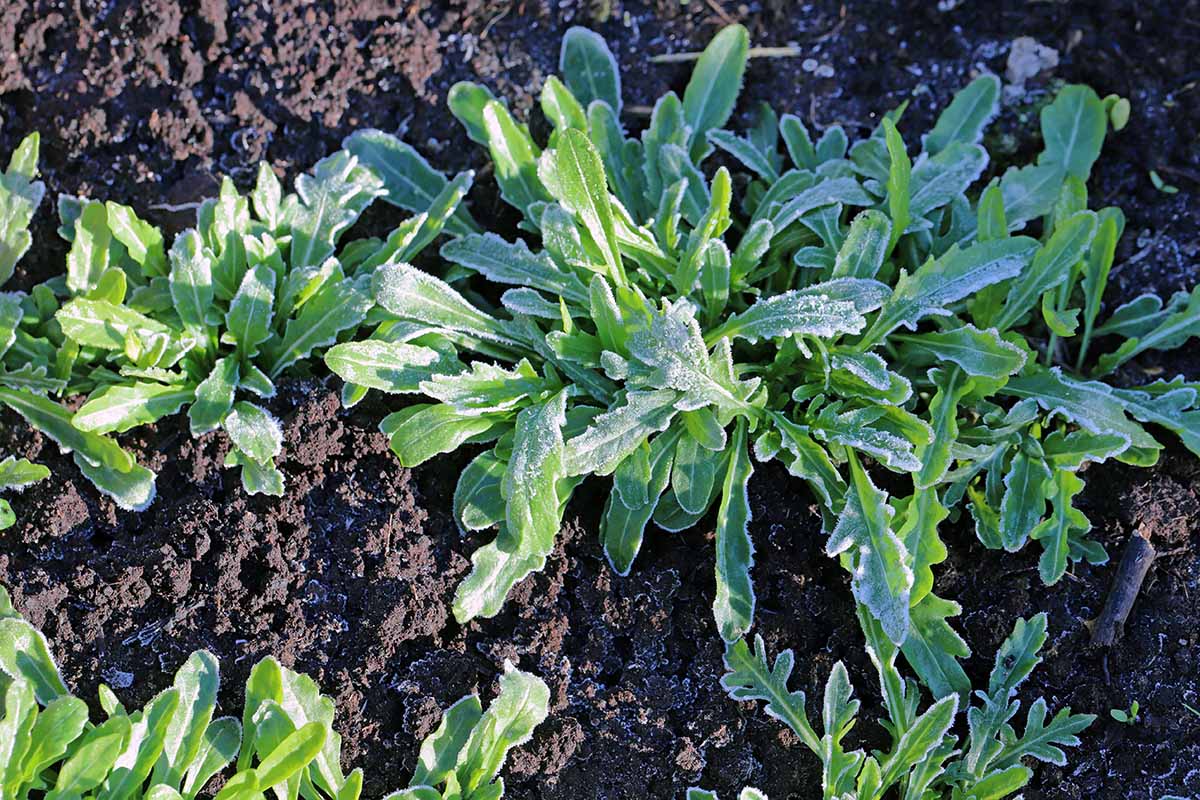 一个近距离的水平图像芝麻菜生长在花园覆盖了一层霜。