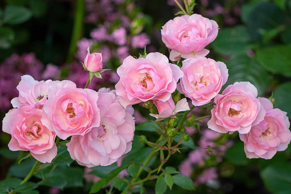 一个近距离的水平图像，粉红色的美兰玫瑰生长在一个软焦点背景拍摄的花园。