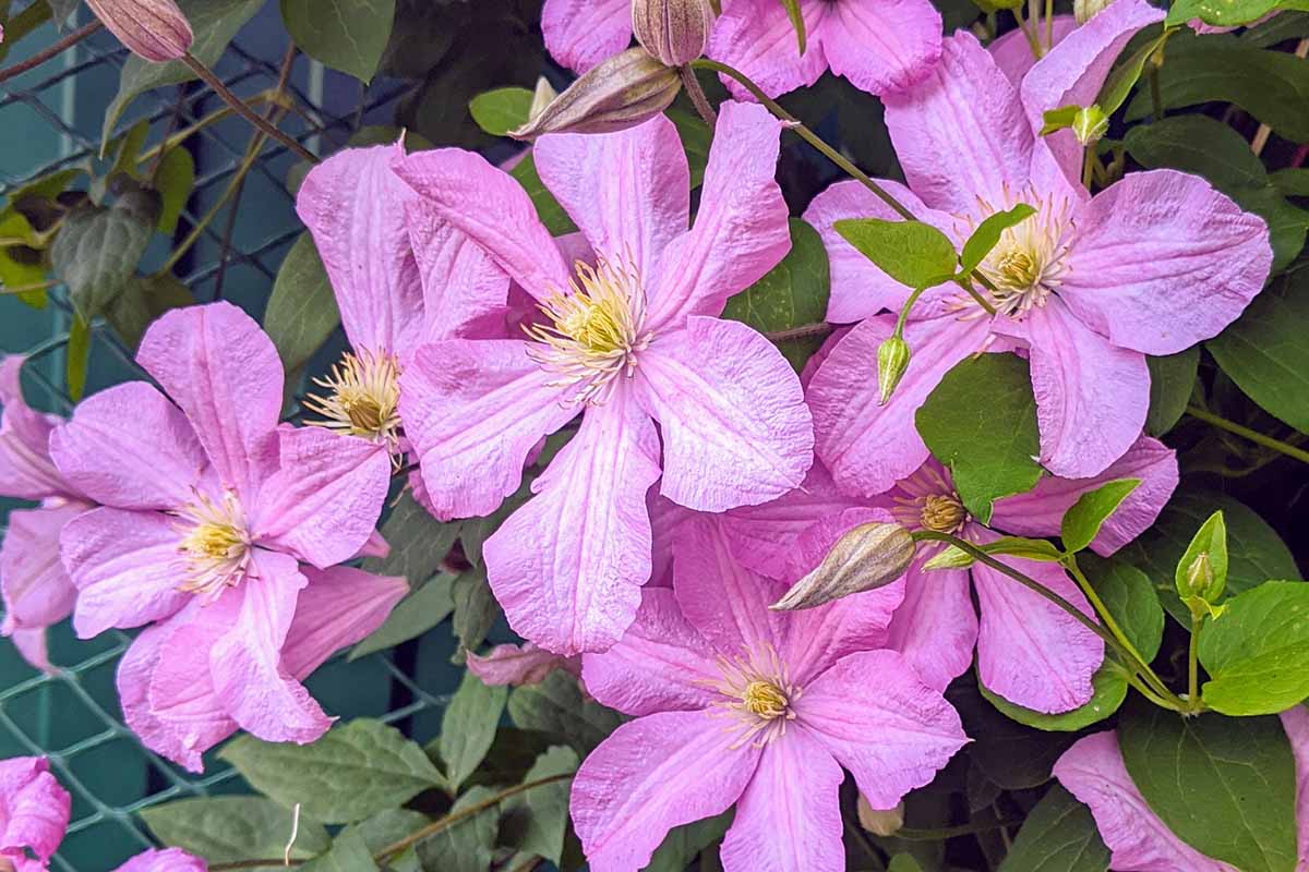一个近距离的水平图像，粉红色的秋天盛开的铁线莲花生长在花园里。