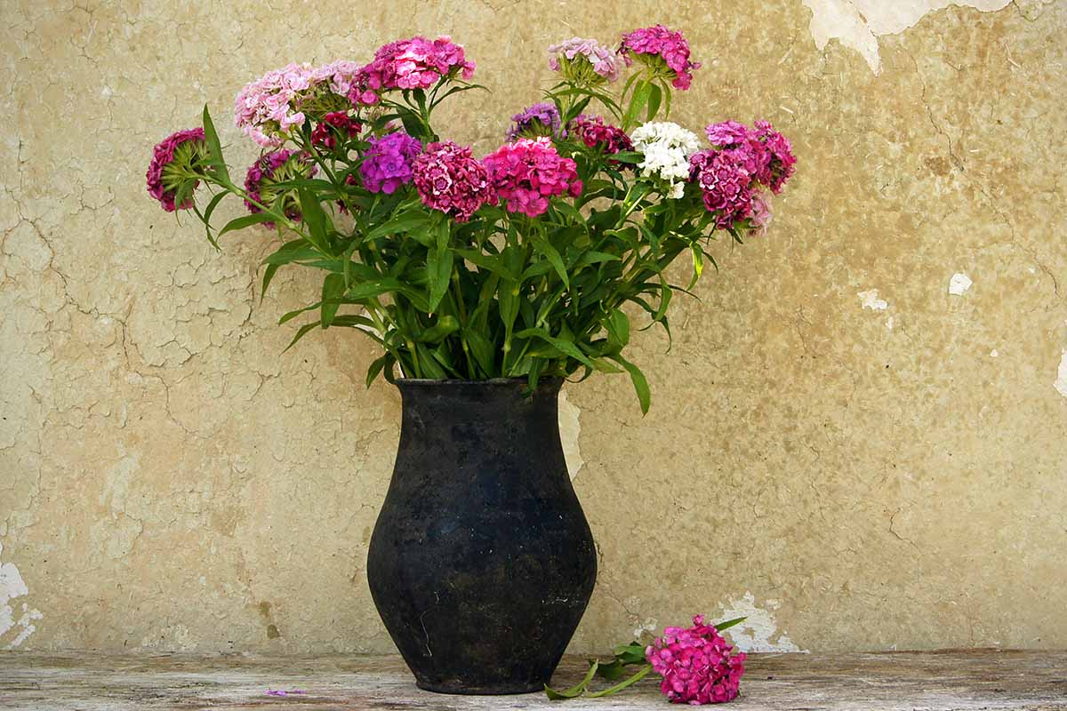 一个近距离的水平图像的花瓶装满了芬芳的甜威廉花设置在混凝土表面。