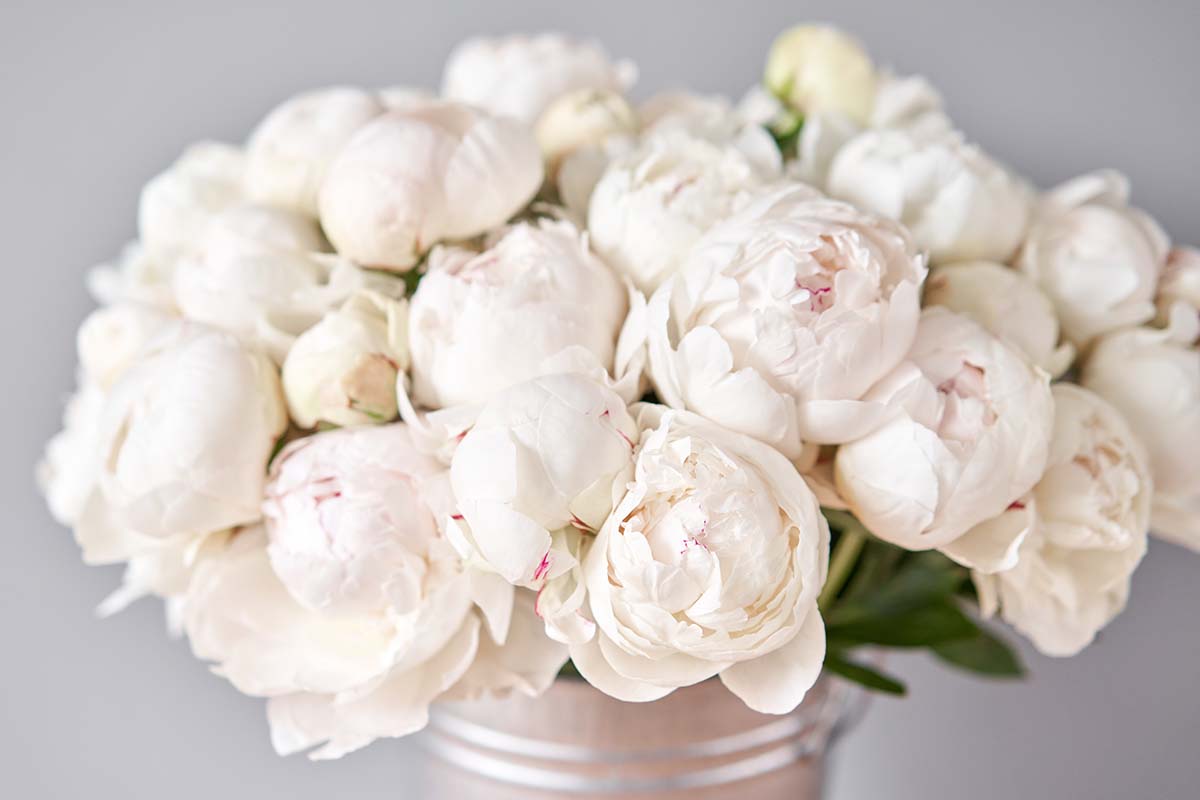 一个近距离的水平图像的花瓶展示白色牡丹图片在一个软焦点背景。
