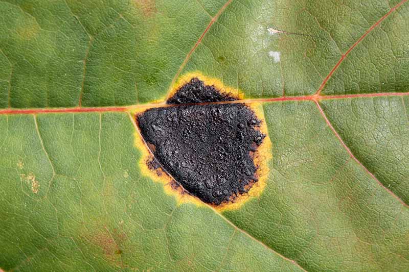近距离水平图像的一种疾病的症状称为黑焦油斑在槭叶。