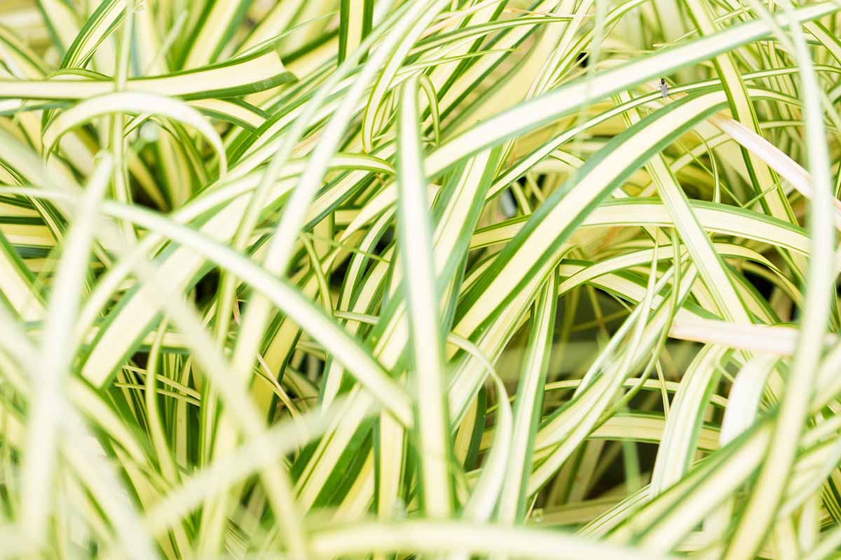 一个近距离的水平图片的绿色和奶油色斑叶的Carex hachijoensis 'Evergold'莎草。
