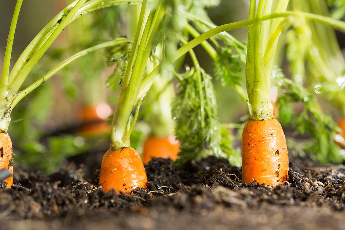 一个近距离的水平图像的胡萝卜生长在花园里。