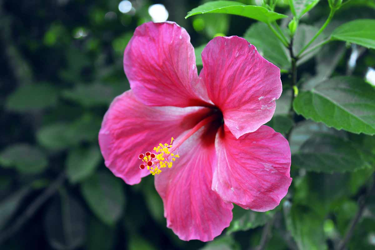 一个近距离的水平图像，明亮的粉红色热带木槿(H. rosa-sinensis)花拍摄在一个软焦点背景。