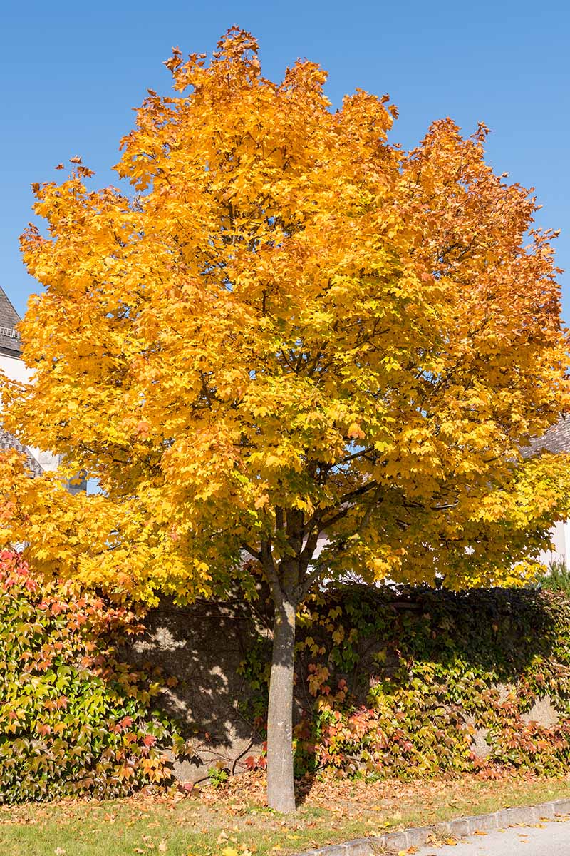 一棵挪威枫树的垂直图像，金黄色的秋天在明亮的阳光下拍摄的蓝天背景。