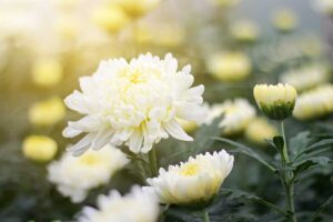 一个近距离的水平图像白色菊花生长在一个软焦点背景拍摄的花园。