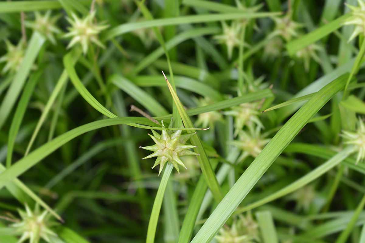 户外灰色莎草(Carex grayi)的近距离水平图片。