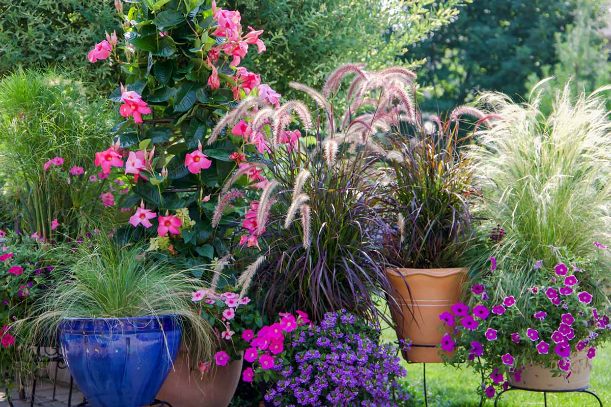 一个集装箱花园场景的水平图像，具有丰富多彩的各种不同的花和观赏草。