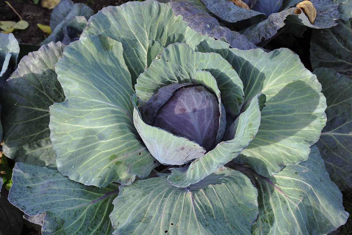 卷心菜在蔬菜地里生长的近距离水平图像。