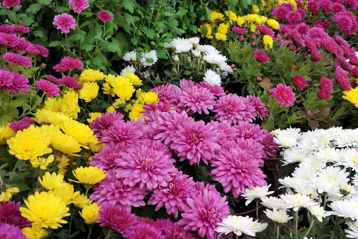 一个近距离的水平图像的彩色菊花生长在花园里。