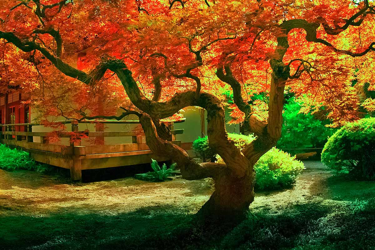 在秋天的阳光下，一棵日本枫树在住宅外生长。