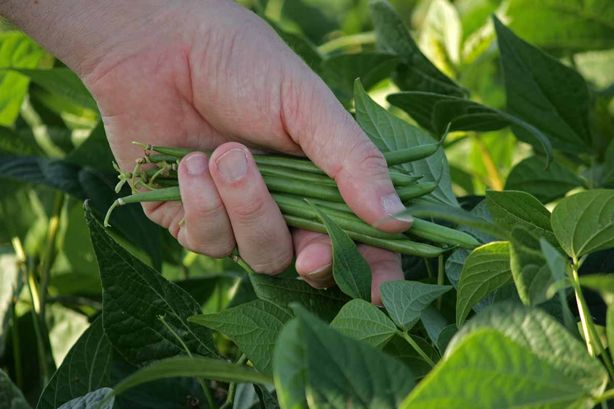 一个近距离的水平图像，从框架的左边，一只手从花园里采摘青豆。