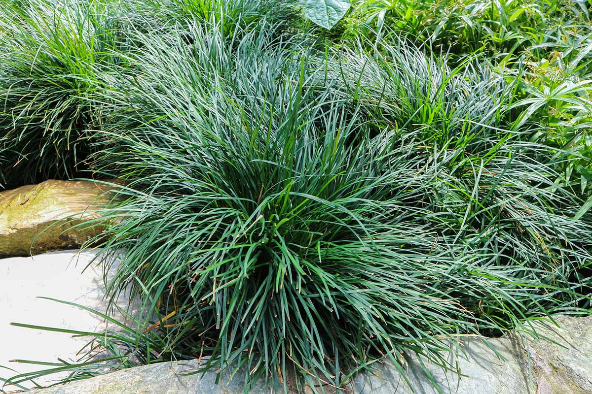 一个近距离水平图像的绿色蒙多草(麦冬)生长在一个岩石点在花园。