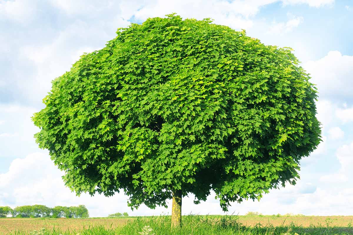 一个大的，成熟的Noway枫(槭platanoides)生长在一个大领域的水平图像拍摄在一个蓝色的天空背景。