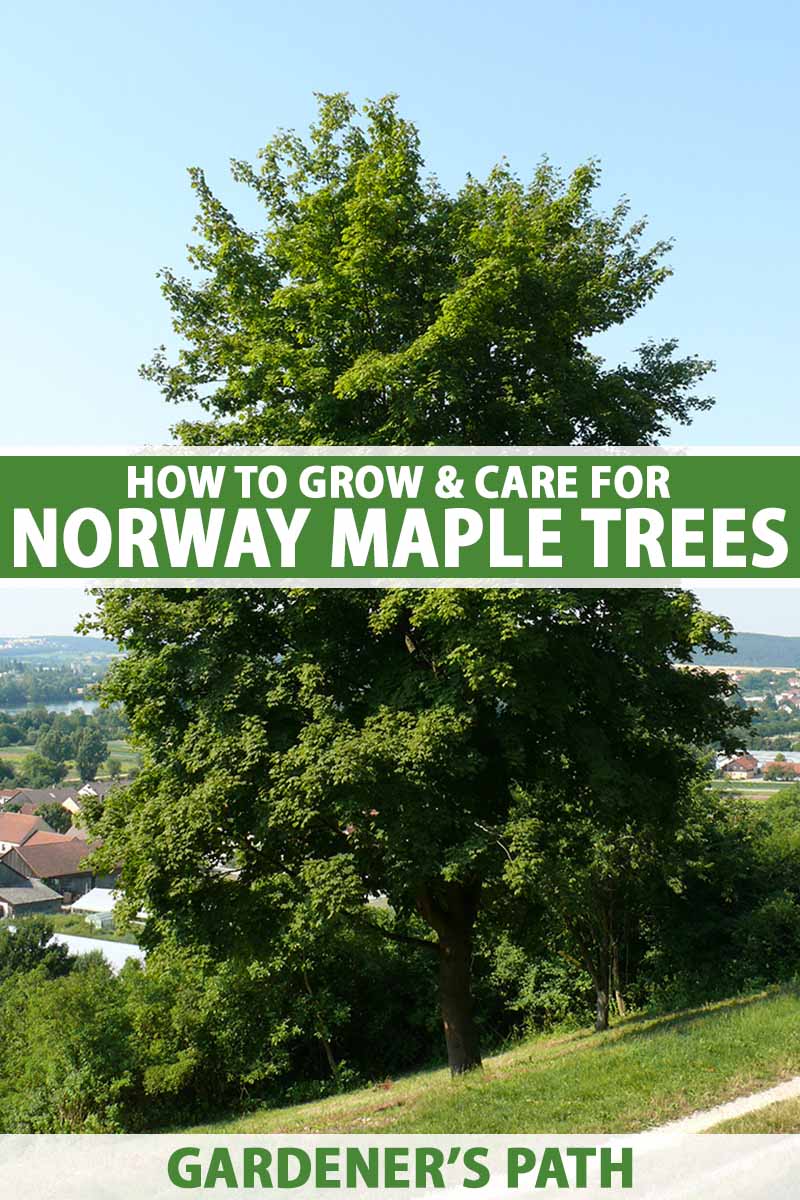一棵巨大的挪威枫树(槭platanoides)生长在斜坡上的垂直图像，背景是蓝天。到框架的中心和底部是绿色和白色的印刷文字。