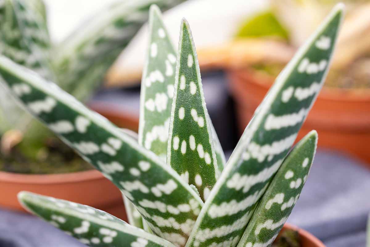 一个近距离的水平图像虎芦荟(Gonialoe variegata)室内植物图片在一个软焦点背景。