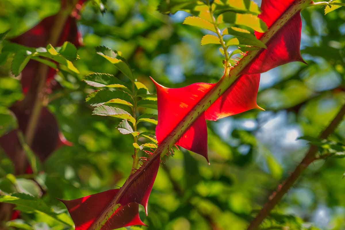一个近距离水平图像的亮红色刺翼刺玫瑰在明亮的阳光下拍摄的软焦点背景。