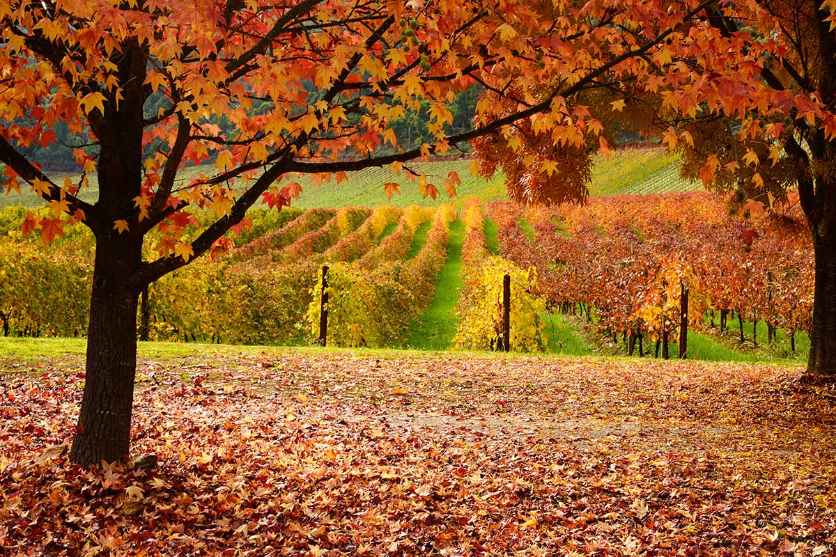 水平图像的枫树林,秋天树叶掉在地上。