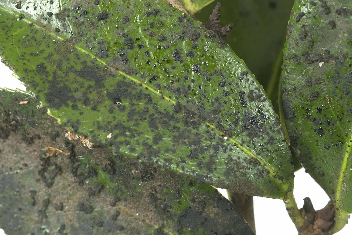 一个近距离的水平图像的山茶花叶子覆盖黑色煤烟霉菌。