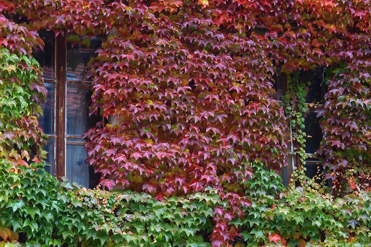水平的房子爬山虎覆盖在秋天树叶变红。