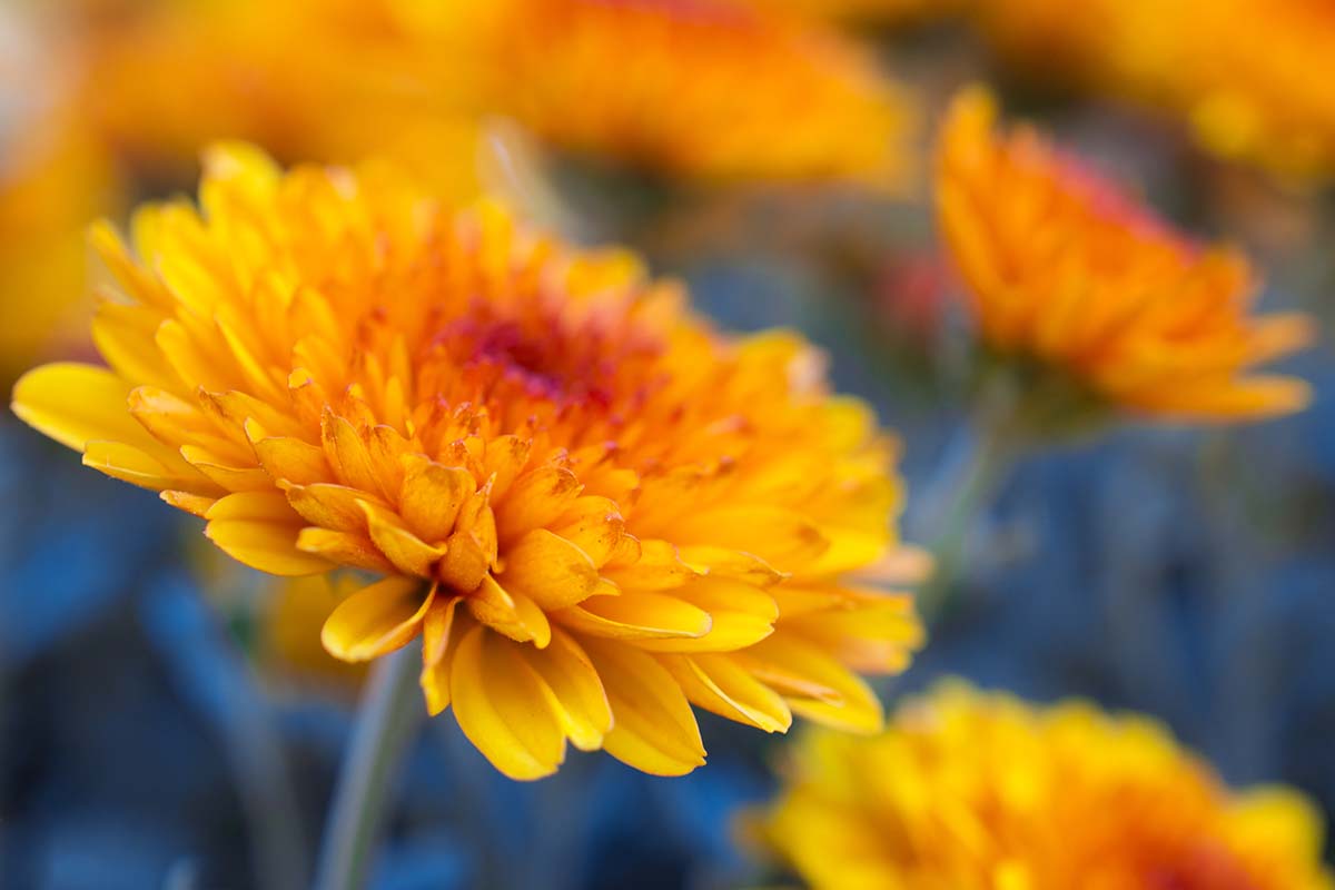 一个近距离的水平图像的橙色菊花生长在一个软焦点背景拍摄的花园。