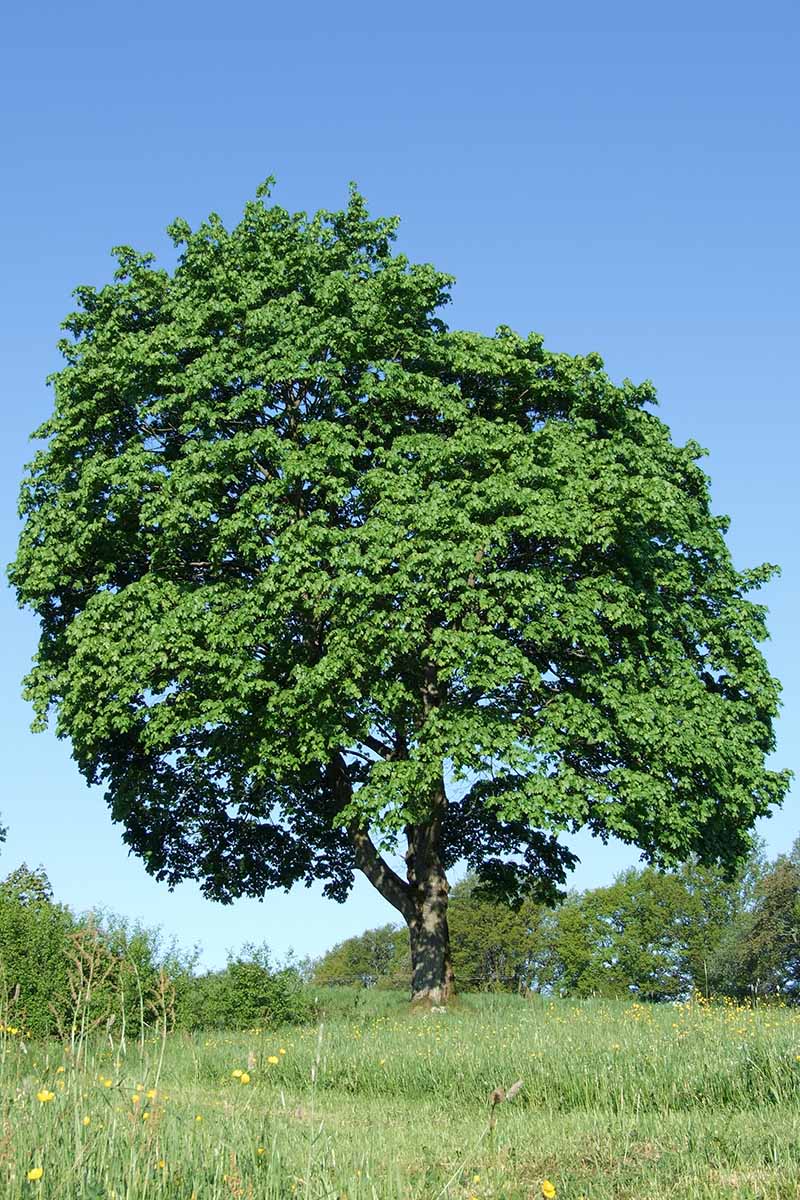 一棵巨大的挪威枫(槭platanoides)生长在阳光下的田野上，背景是蓝色的天空。