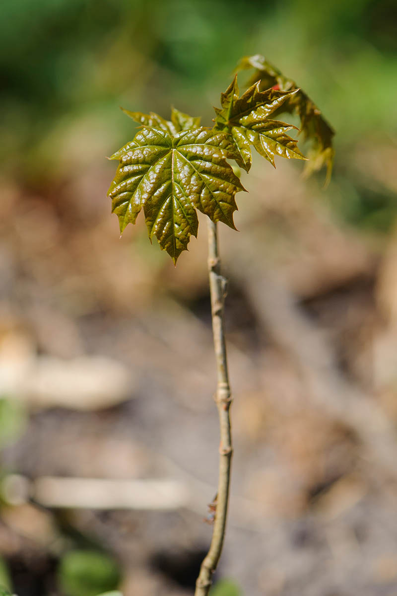 一个近距离垂直图像的小枫树幼苗描绘在一个软焦点背景。
