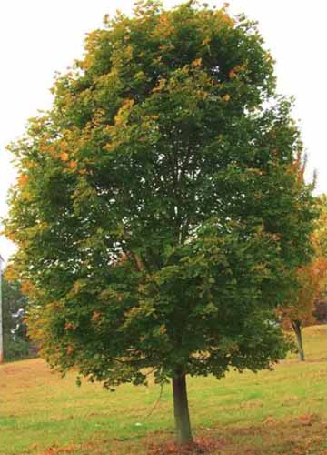 一个近距离的挪威枫树(槭platanoides)生长在一个公园。