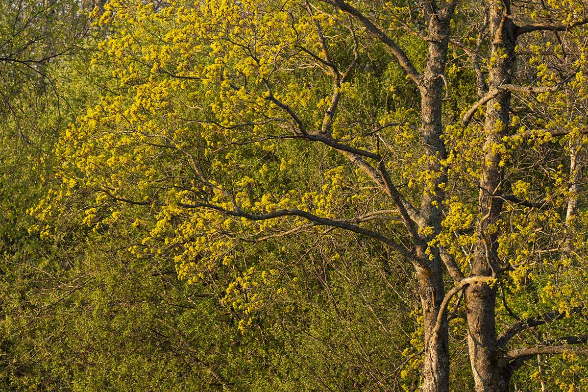 在春天盛开的挪威枫树(槭platanoides)的水平图像。