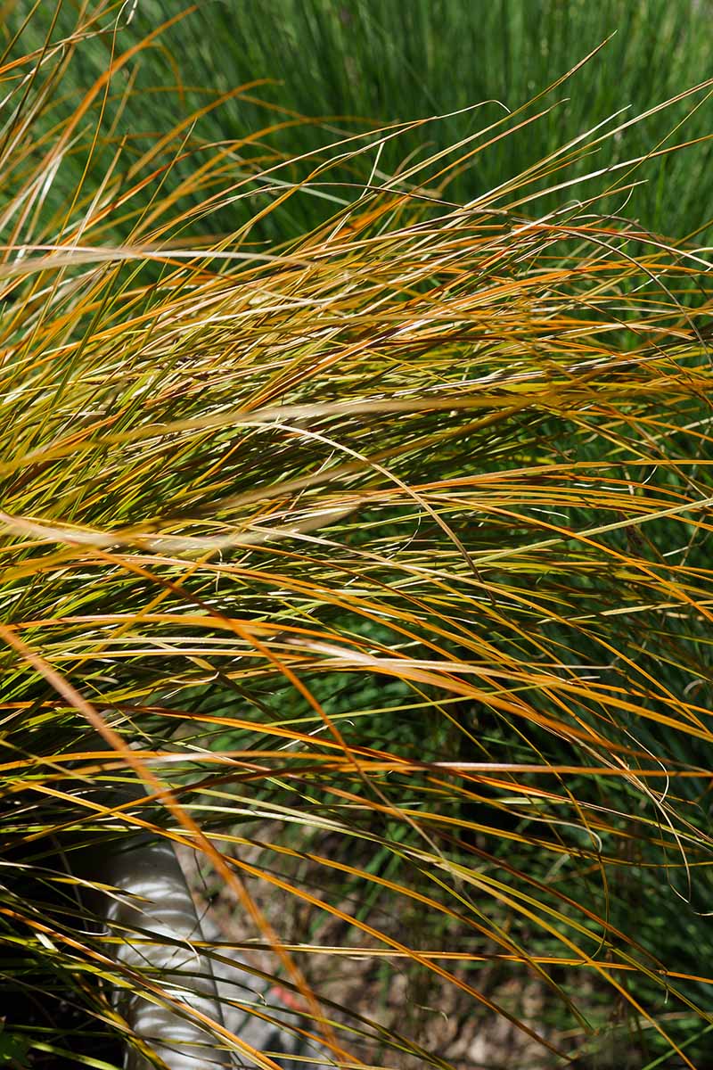 一个近距离垂直图片的青铜叶苔草testacea 'Prairie Fire'种植在花园里。