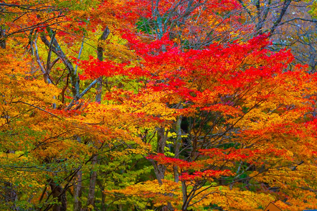 落叶树木的橙色和红色秋天的水平图像。