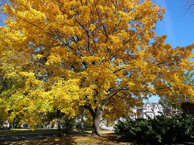 一棵巨大的挪威枫树(槭platanoides)的水平图像，黄色的叶子在蓝色的天空背景下拍摄。