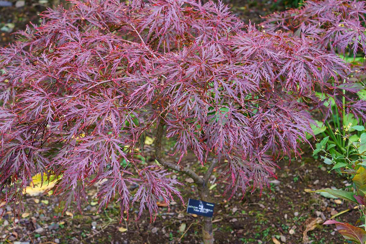 一个近距离的水平图像的日本枫树生长在花园里。
