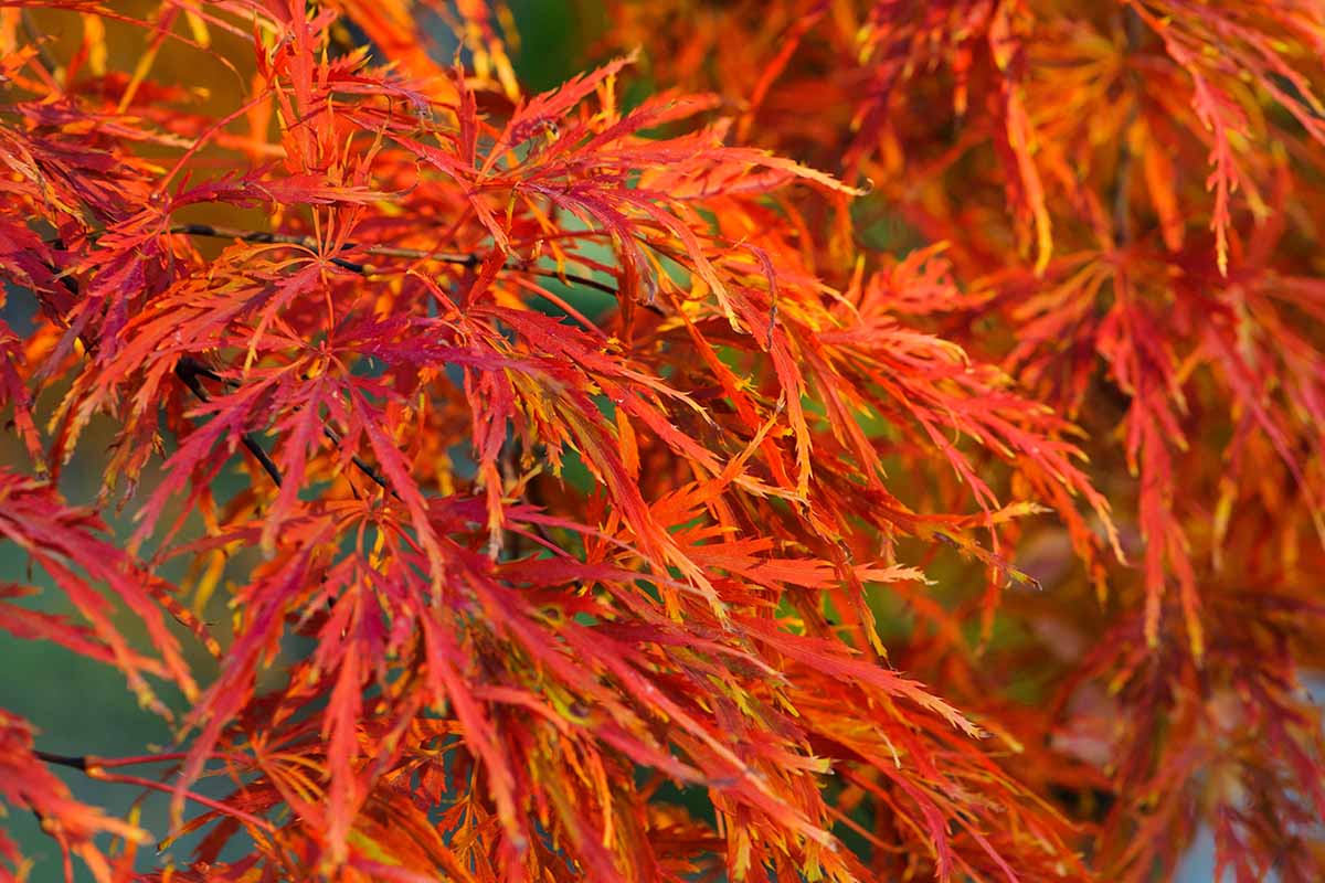 一个近距离的水平图像的鲜红色树叶的日本枫树生长在花园里。