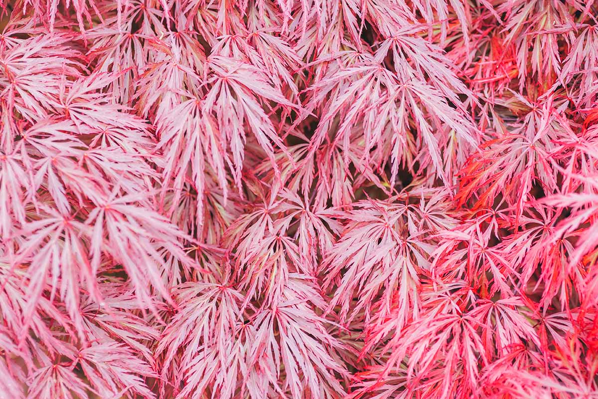 一个近距离的水平图像的叶子，红色的日本枫树。