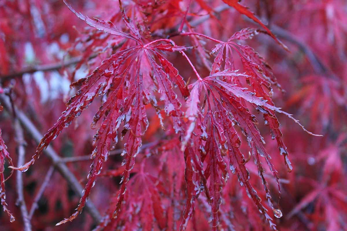 一个近距离的水平图像的深红色叶槭棕榈变种解剖“深红色女王”生长在花园里。