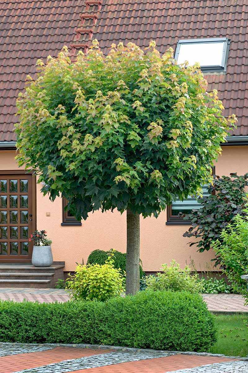 一棵长在前院的枫树的垂直图像，背景是一所住宅。