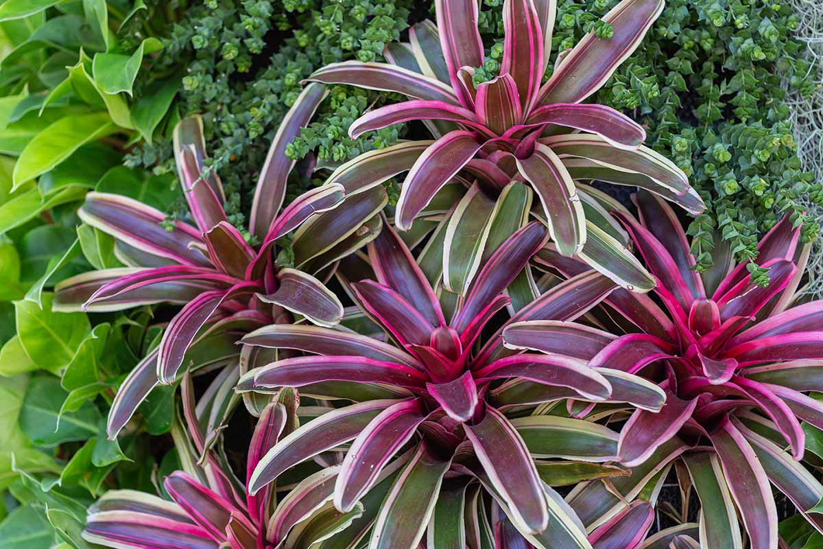 一个近距离的水平图像的杂色紫色，绿色和白色凤梨生长在花园里。