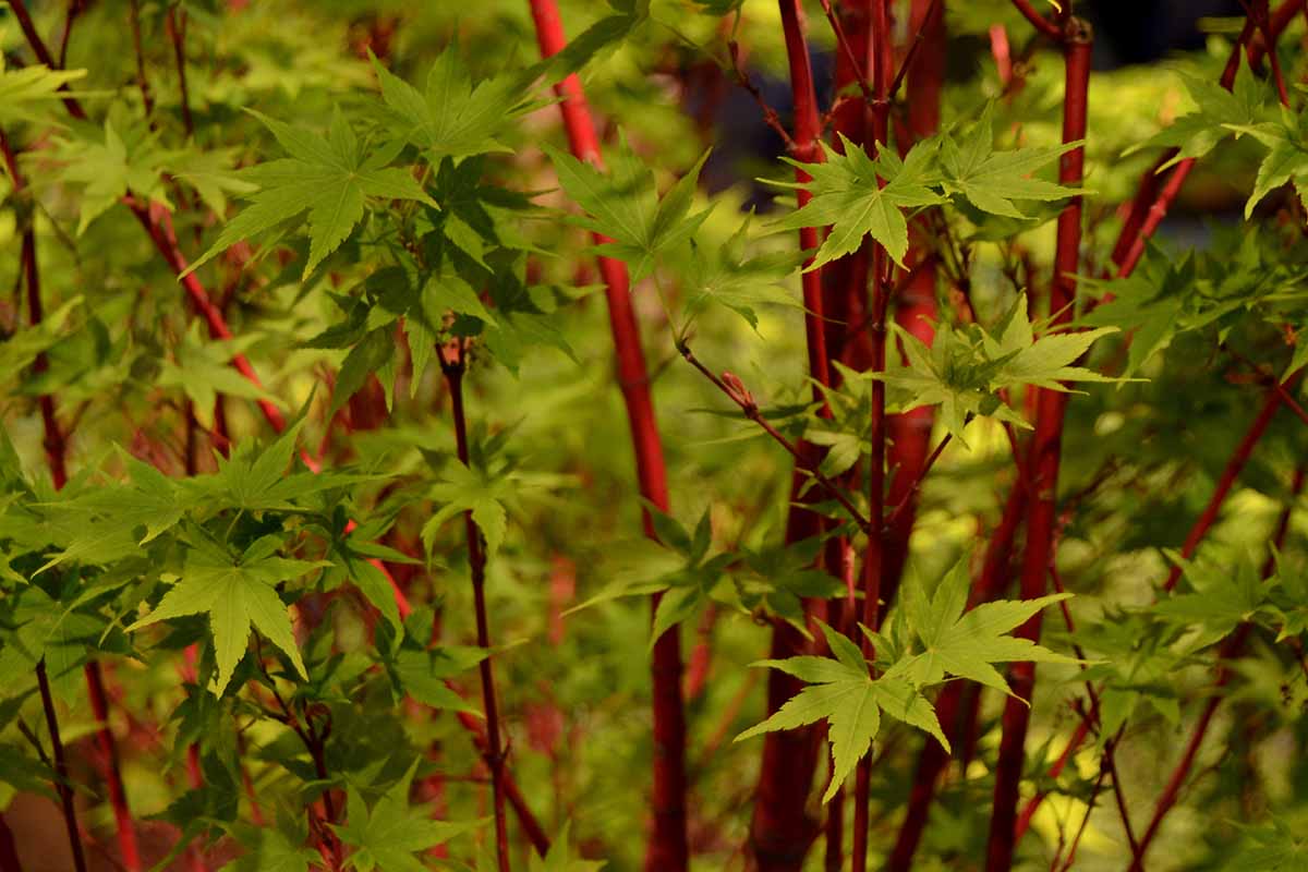 的近距离水平图像的珊瑚粉红色树皮和绿色树叶树皮日本枫树生长在花园里。