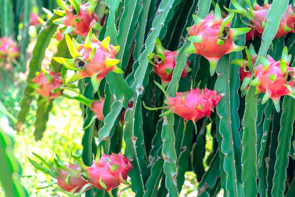 一个大火龙果(火龙果)植物满载亮粉色成熟果实的近距离水平图像。