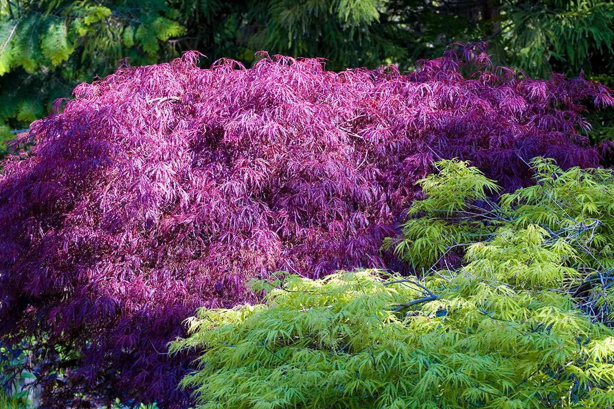 近水平形象的紫色和绿色日本枫树并排生长在花园里哭泣。