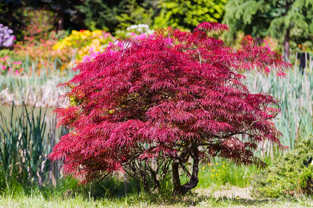 一个近距离的水平图像的日本枫树生长在花园的水体。