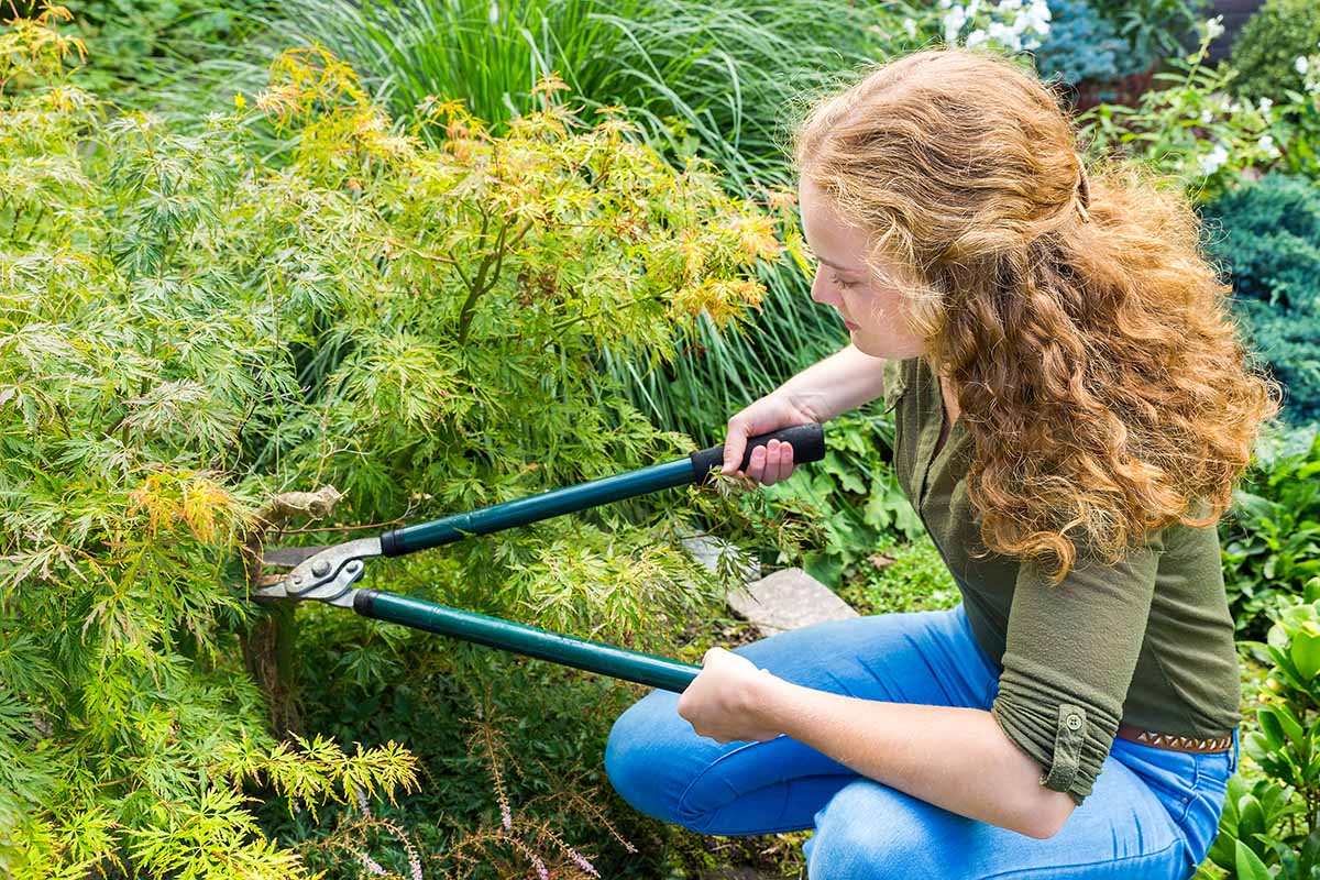 一个近距离的水平图像的园丁使用一对长柄剪枝修剪日本枫树。