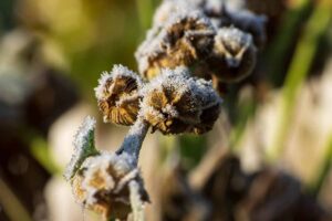 一个近距离的水平图像的种子胶囊蜀葵植物覆盖在一个软焦点背景拍摄冰晶。