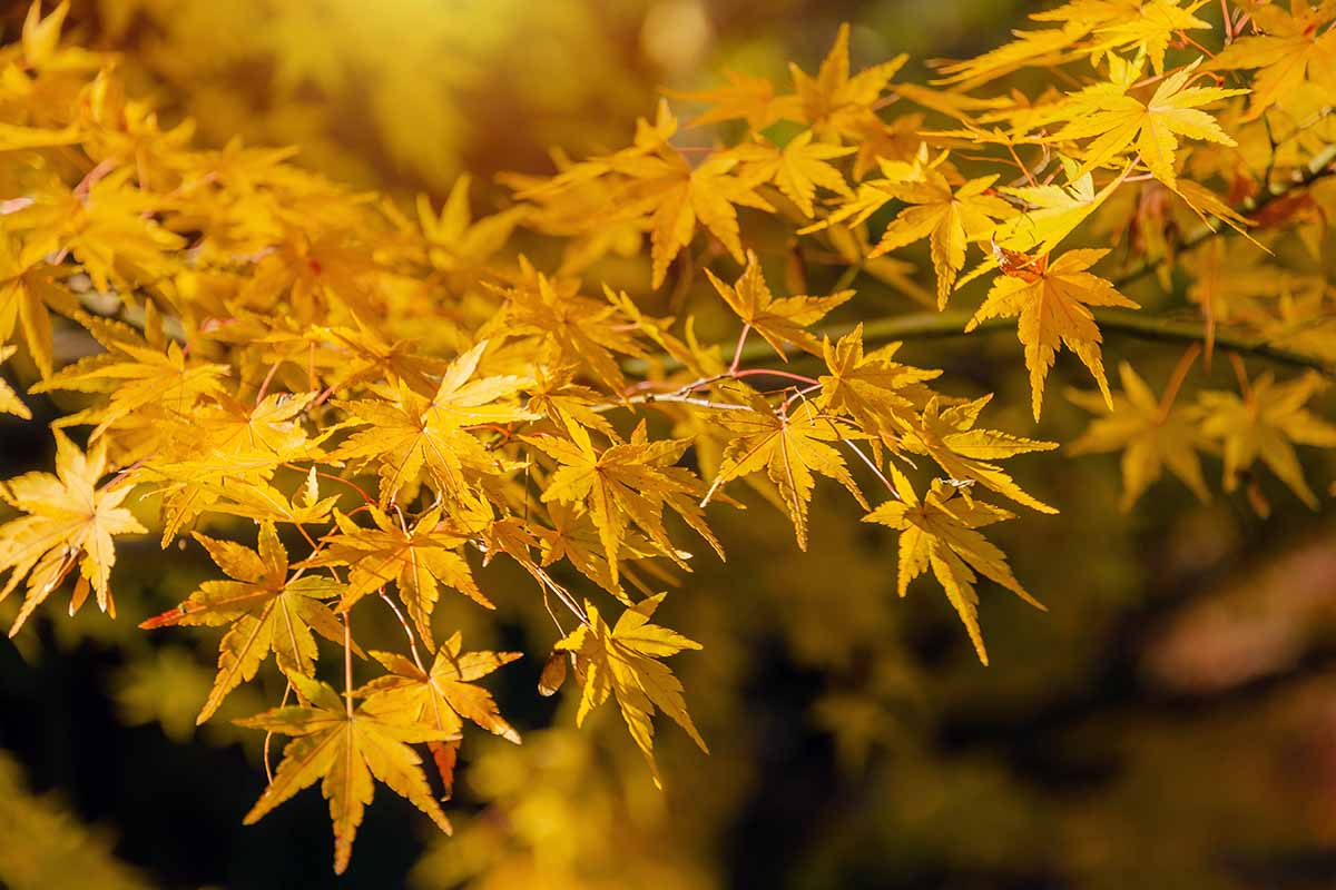 一个近距离的水平图像，明亮的秋天树叶的日本枫树在阳光过滤下拍摄的软焦点背景。