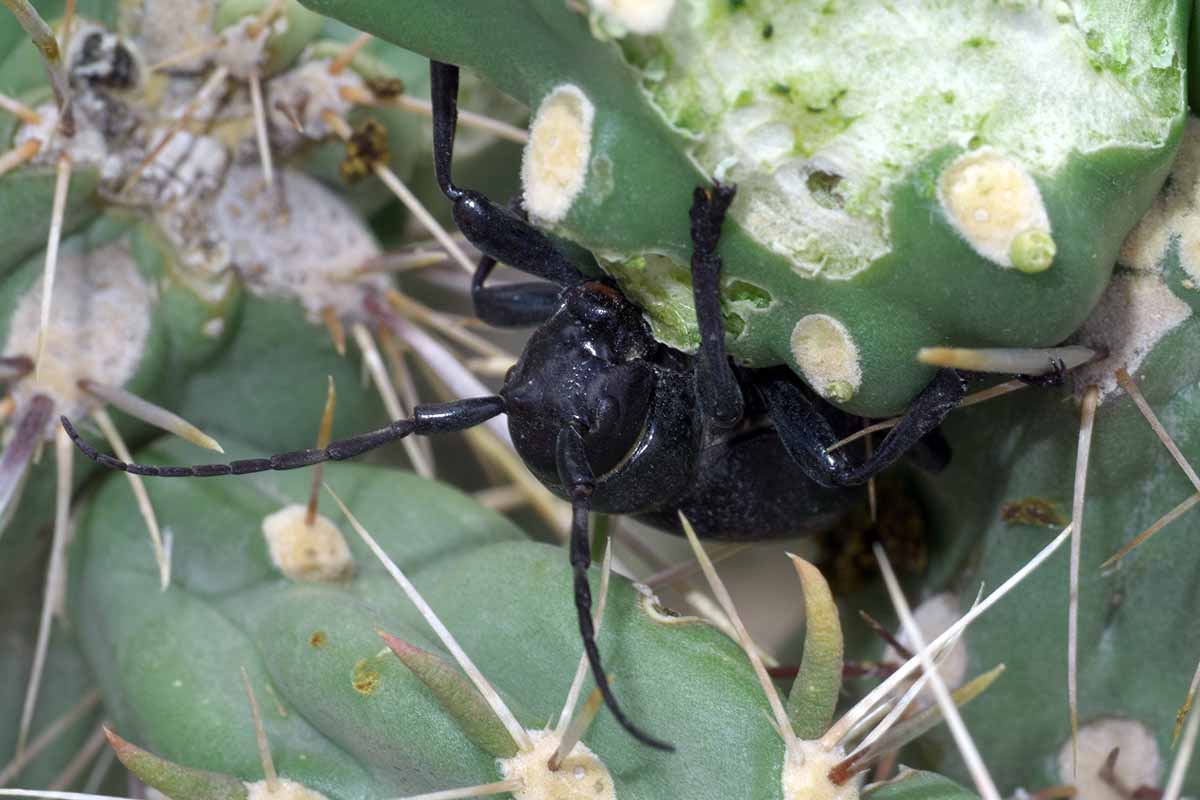 一个近距离的水平图像的仙人掌长角甲虫咀嚼植物。